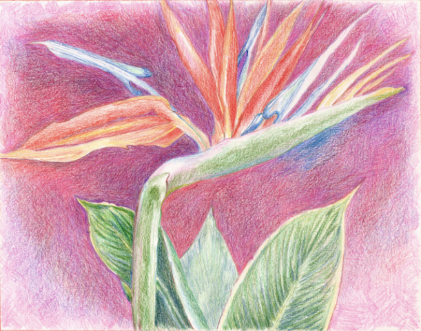 Bird of Paradise